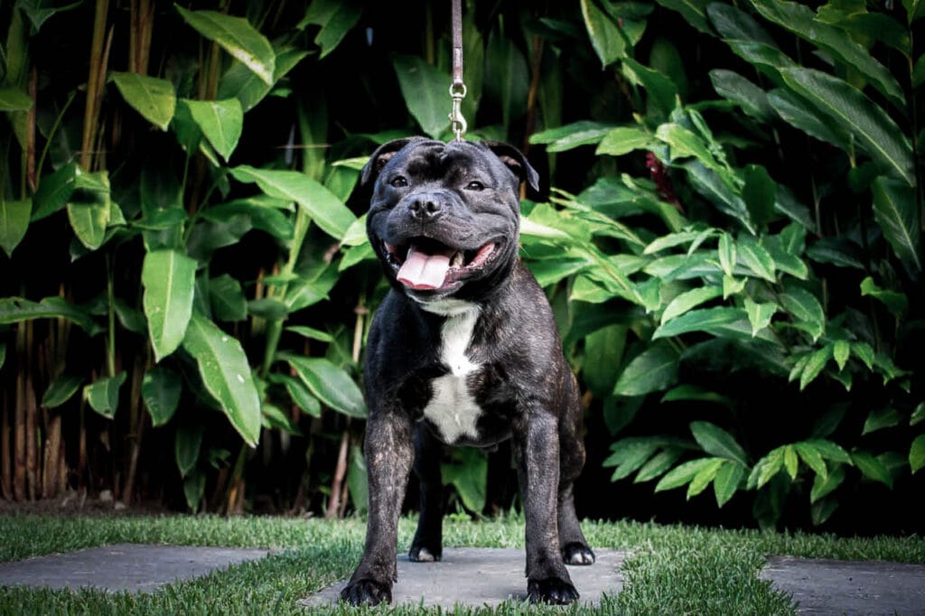 Ginga Staffies