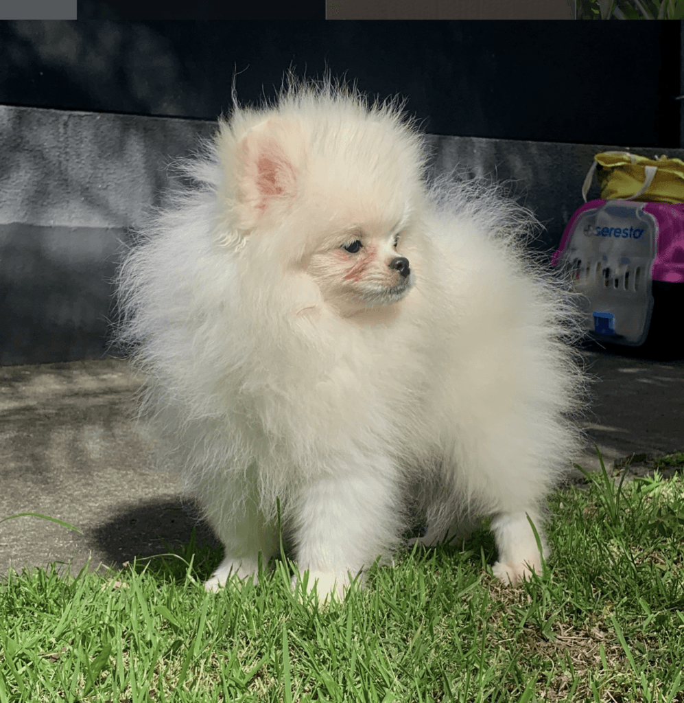 Aghata Maria Kennel