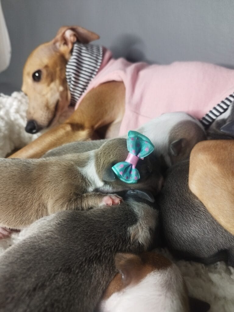 Meninos disponíveis