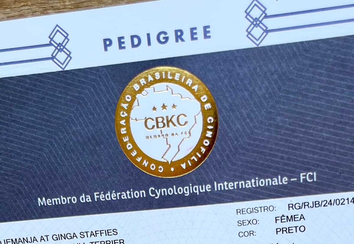 Pedigree CBKC sendo analisado: documento oficial que comprova a linhagem do cão
