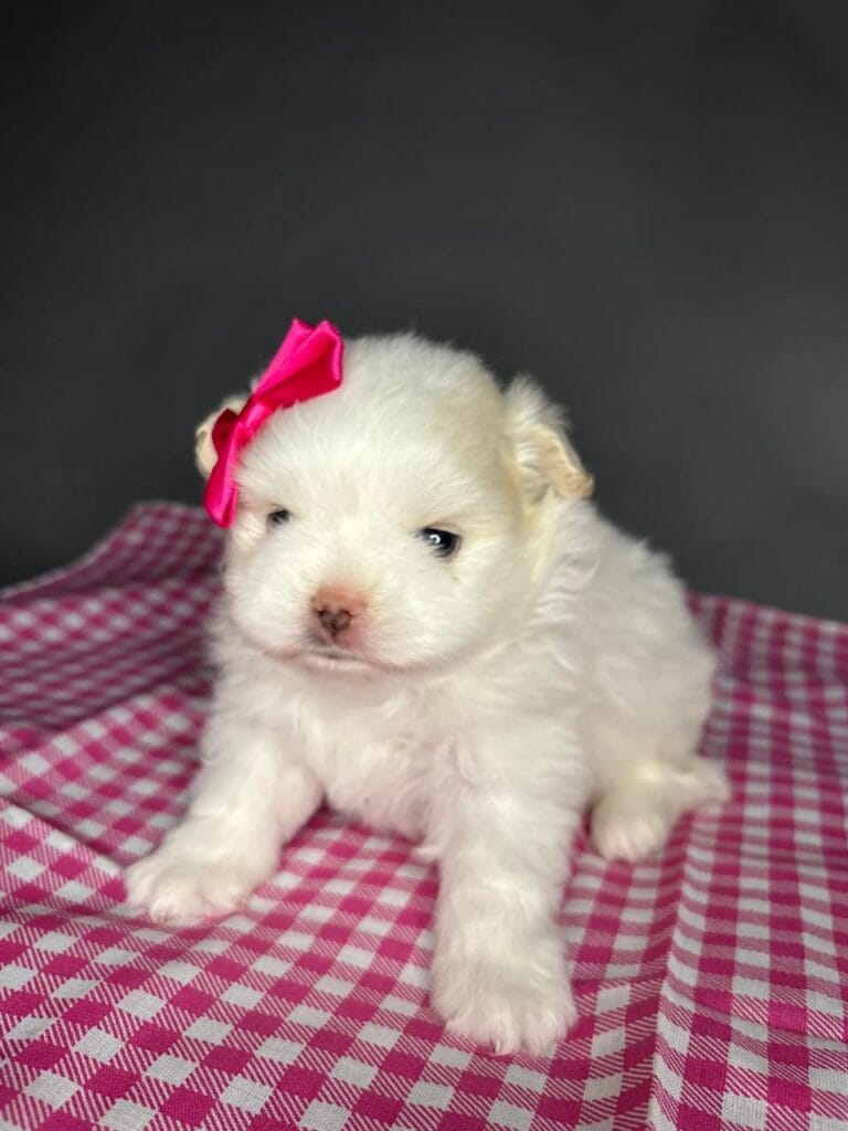 Meninas da Amora ❤️