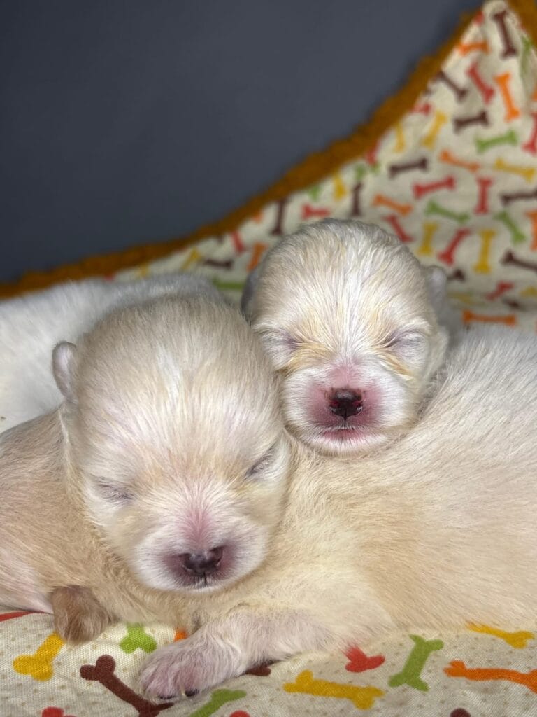 Bebes da Beatriz 💓