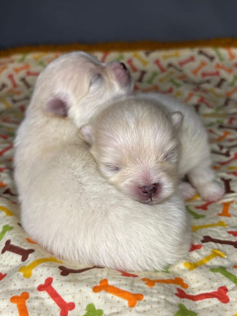 Bebes da Beatriz 💓