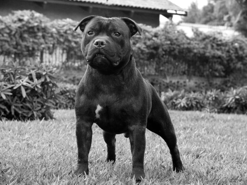 Torostaffies