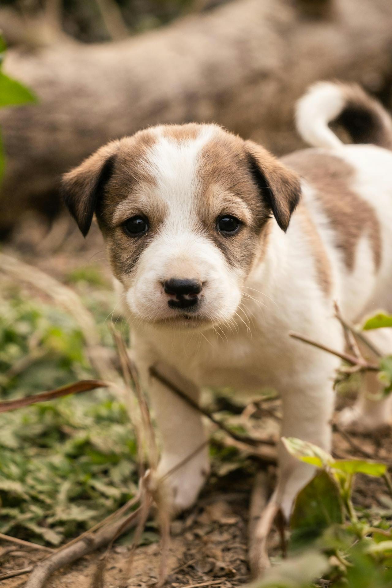 Filhote de raça com pedigree CBKC: entender o preço real antes de comprar