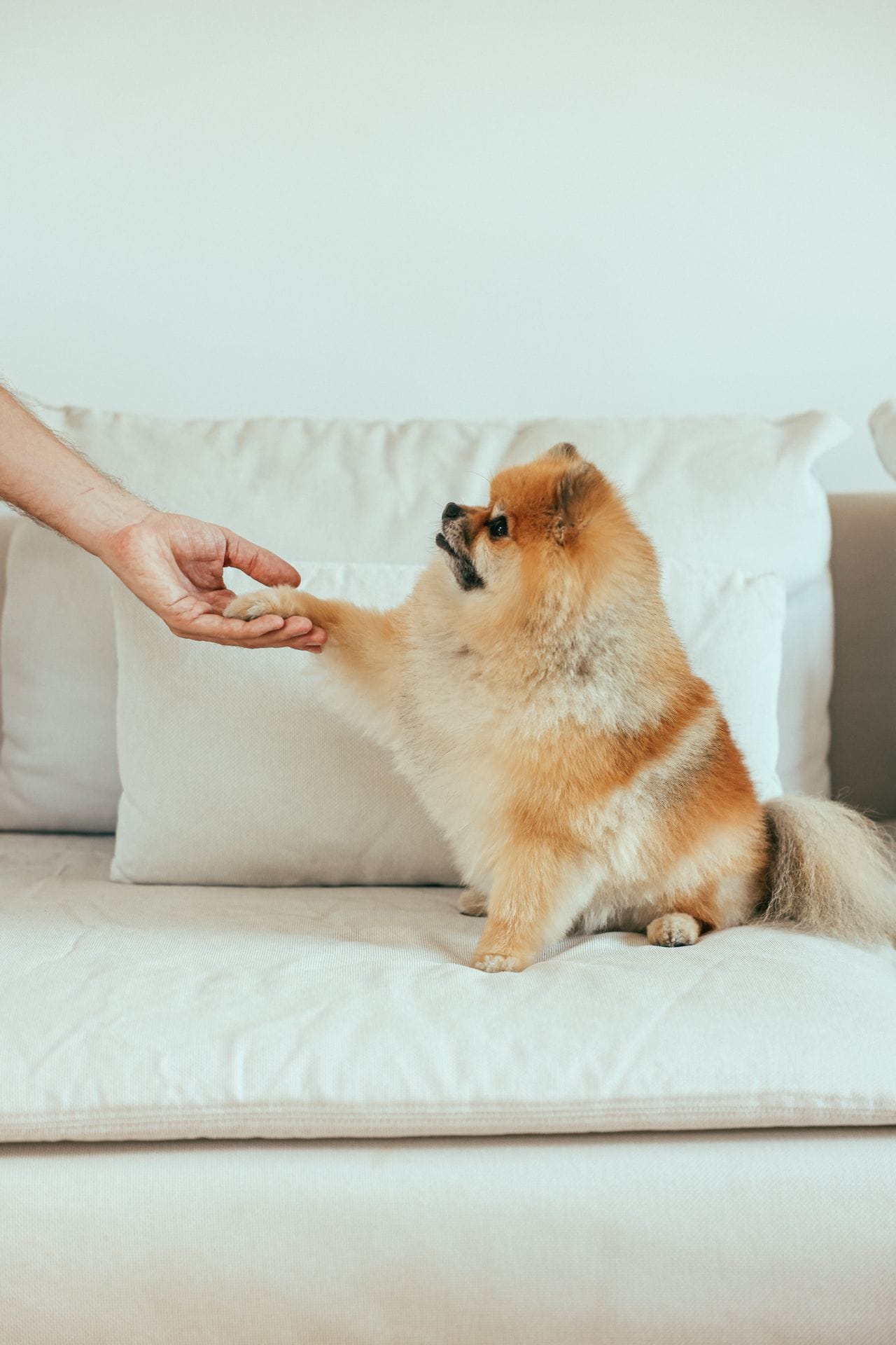 Acordo entre criador e comprador de filhote canino formalizando a venda